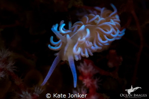 Neon Nudibranch at Noble Reef by Kate Jonker 